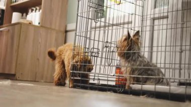 Bir arkadaş köpeği kafeste başka bir köpeğe yaklaştı. Yüksek kalite 4k görüntü