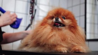 Kuaförde tükürük tüyü kurutmak. Yüksek kalite 4k görüntü