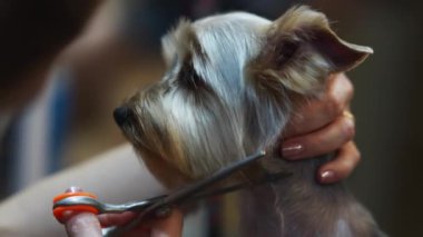 Makasla Yorkie köpek tıraşı. Yüksek kalite 4k görüntü