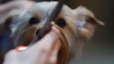 Makasla Yorkie köpek tıraşı. Yüksek kalite 4k görüntü