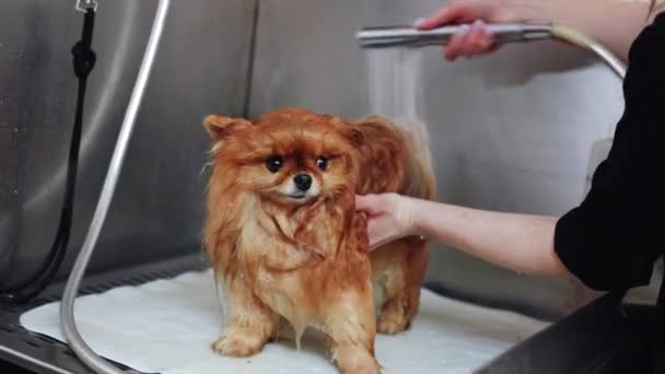 Spitz Washing Grooming Salon High Quality Footage — Stock Video