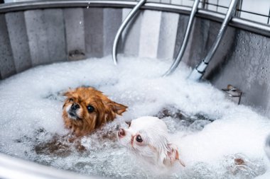 Bir kuaförde iki küçük köpek spa tedavisi görüyor. Yüksek kalite fotoğraf