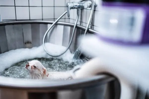 A small white dog receives a spa treatment in a grooming salon. High quality photo