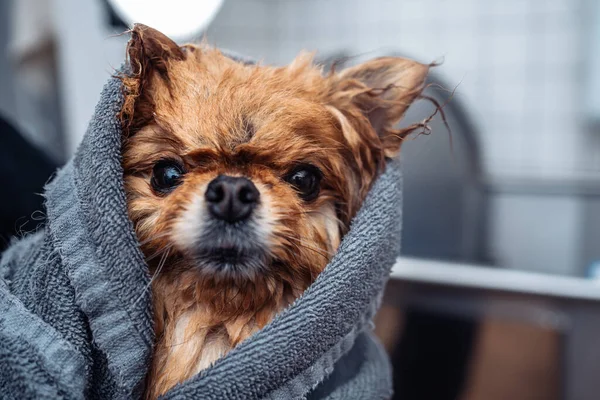 A small dog after a bath. High quality photo