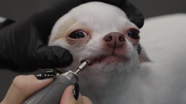 Чистка Зубів Собак Високоякісні Кадри — стокове відео