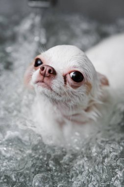 Beyaz bir chihuahua spa tedavisi görüyor. Yüksek kalite fotoğraf