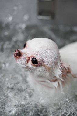 Beyaz bir chihuahua spa tedavisi görüyor. Yüksek kalite fotoğraf