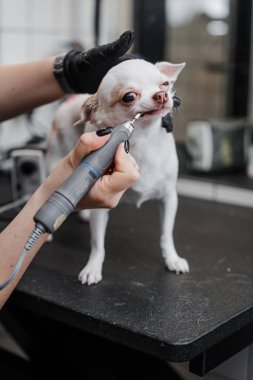 Bir kuaförde bir chihuahua 'nın dişlerini fırçalıyorum. Yüksek kalite fotoğraf