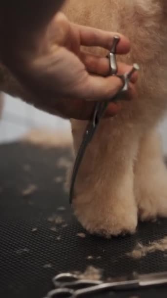 Bir Kuaförde Makasla Köpek Kılı Kesmek Bir Profesyonel Bir Köpeği — Stok video