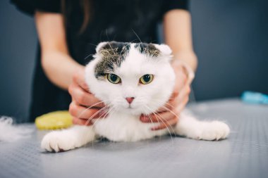 Kuaförde bir kediyi tımar etmek. Yüksek kalite fotoğraf