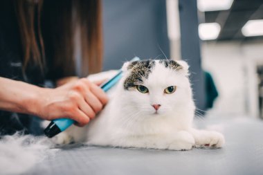 Kuaförde bir kediyi tımar etmek. Yüksek kalite fotoğraf