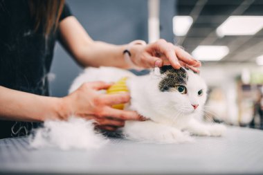 Kuaförde bir kediyi tımar etmek. Yüksek kalite fotoğraf