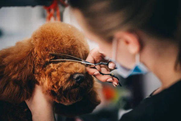 Dog care. The master guides the shape of the head with scissors. High quality photo