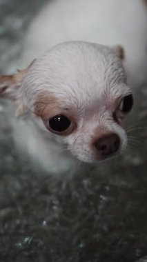 Küçük beyaz chihuahua kaplıcaya gider. Yüksek kaliteli FullHD görüntüler