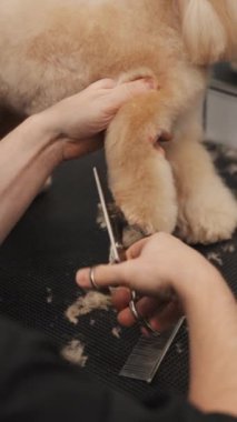 Bir kuaförde makasla köpek kılı kesmek. Bir profesyonel bir köpeği tımar eder. Yüksek kaliteli FullHD görüntüler