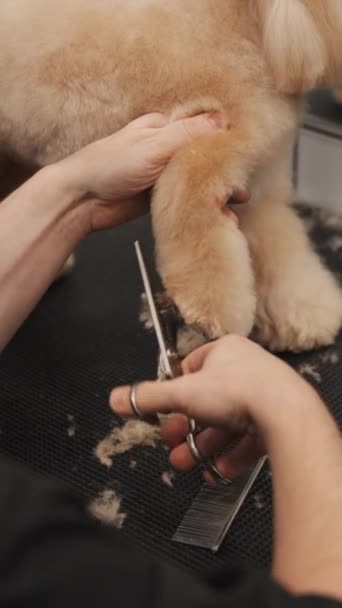 Couper Des Cheveux Chien Dans Salon Toilettage Avec Des Ciseaux — Video