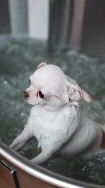 Kleine Witte Chihuahua Krijgt Een Spa Hoge Kwaliteit Fullhd Beeldmateriaal — Stockvideo