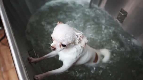 Liten Vit Chihuahua Får Spabehandlingar Högkvalitativ Fullhd Film — Stockvideo