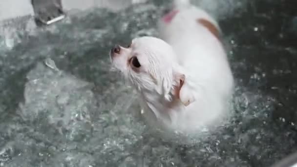 Little White Chihuahua Receives Spa Treatments High Quality Fullhd Footage — Stock Video