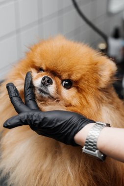 Saç kesimi ve Spitz 'in bakımı. Yüksek kalite fotoğraf
