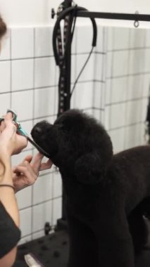 Bir kuaförde elinde makasla siyah bir köpeğin saç kesimi. Yüksek kaliteli FullHD görüntüler