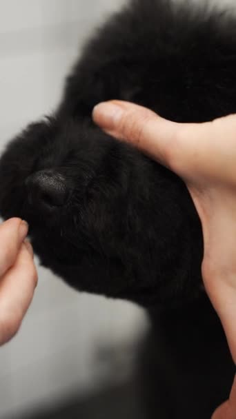 Haarschnitt Eines Schwarzen Hundes Einem Pflegesalon Mit Einer Schere Hochwertiges — Stockvideo