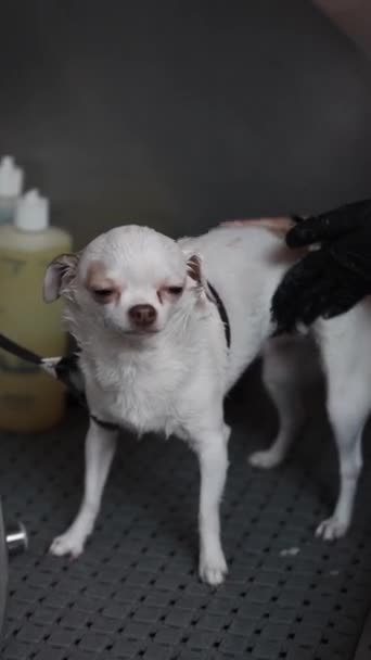 Mycie Białego Chihuahua Wysokiej Jakości Materiał Filmowy Fullhd — Wideo stockowe
