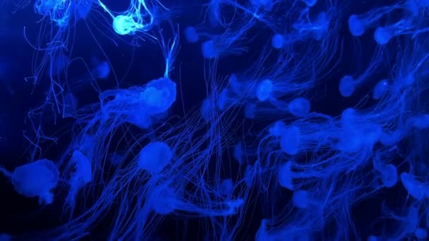Vacker Manet Med Blå Bakgrundsbelysning Akvariet Neonmaneter Högkvalitativ Film — Stockvideo