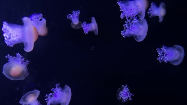 Piękna Meduza Niebieskim Podświetleniem Akwarium Neonowa Meduza Wysokiej Jakości Materiał — Wideo stockowe