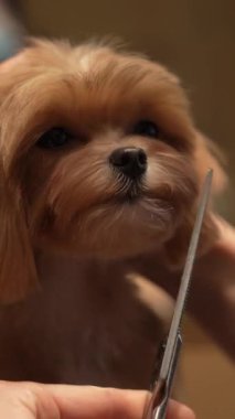 Kuaförde köpek tıraşı. Dikey video. Yüksek kalite 4k görüntü
