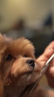Kuaförde köpek tıraşı. Dikey video. Yüksek kalite 4k görüntü
