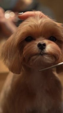 Kuaförde köpek tıraşı. Dikey video. Yüksek kalite 4k görüntü
