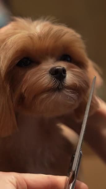 Tunsori Câine Într Salon Îngrijire Videoclip Vertical Înregistrare Înaltă Calitate — Videoclip de stoc