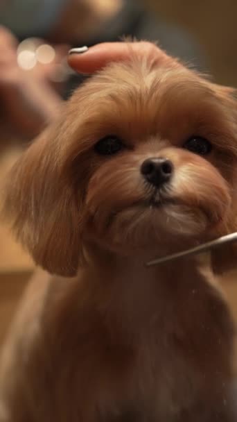 Hondenkapsel Een Verzorgingssalon Verticale Video Hoge Kwaliteit Beeldmateriaal — Stockvideo