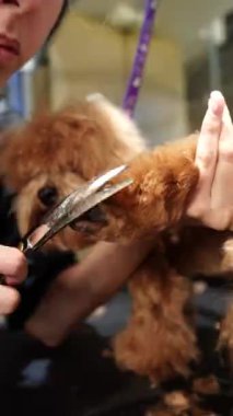 Kuaförde küçük bir köpeğin saç kesimi. Yüksek kalite 4k görüntü