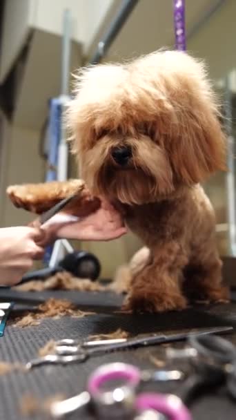 Haarschnitt Eines Kleinen Hundes Einem Pflegesalon Hochwertiges Filmmaterial — Stockvideo