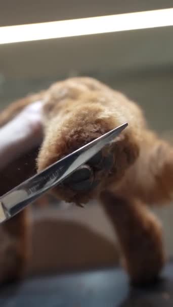 グルーミングサロンで小さな犬のヘアカット 高品質の4K映像 — ストック動画