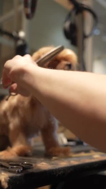 Coupe Cheveux Petit Maltipa Dans Salon Toilettage Images Haute Qualité — Video
