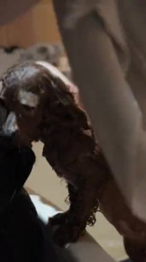 Bir kuaförde küçük bir köpeği yıkamak. Yüksek kalite 4k görüntü