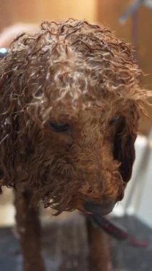 Bir kuaförde küçük bir köpeği yıkamak. Yüksek kalite 4k görüntü