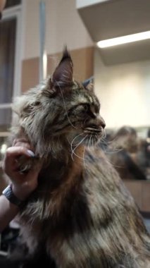 Büyük bir Maine Rakun Kedisi 'ni dövüştürüyorum. Yüksek kalite 4k görüntü