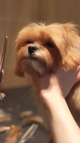 Coupe Cheveux Petit Maltipa Dans Salon Toilettage Images Haute Qualité — Video