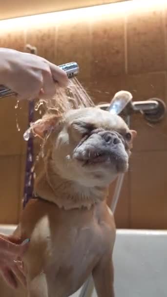 在浴室里洗一只法国斗牛犬高质量的4K镜头 — 图库视频影像