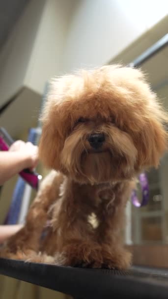 Kapsel Van Een Kleine Hond Een Verzorgingssalon Hoge Kwaliteit Beeldmateriaal — Stockvideo