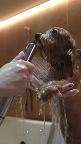 Tvätta Liten Hund Grooming Salong Högkvalitativ Film — Stockvideo