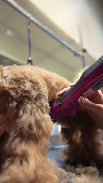 Hårklippning Liten Hund Grooming Salong Högkvalitativ Film — Stockvideo