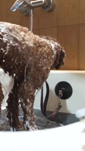 Миття Маленького Собаки Салон Дорослих Високоякісні Кадри — стокове відео