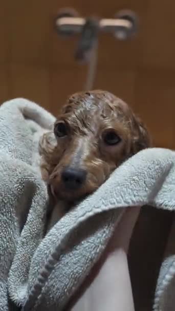 Spălarea Unui Câine Mic Într Salon Îngrijire Înregistrare Înaltă Calitate — Videoclip de stoc