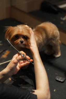 Kuaförde küçük bir Maltipa 'nın saç kesimi. Yüksek kalite fotoğraf