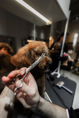 Kuaförde küçük bir köpeğin saç kesimi. Yüksek kalite fotoğraf